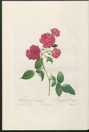 Rosa Indica Caryophyllea. La Bengale Œillet. Langlois sculp.