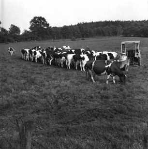 Tremsbüttel-Dorf: Landwirtschaft: auf Koppel: Melkanlage: Milchkühe in Reihe beim Melken