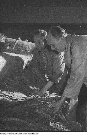 Dresden-Striesen, Glashütter Straße 94. Zigarettenfabrik Jasmatzi und Söhne (1900; O. Röhle), September 1952