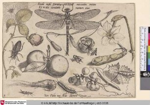 [Insekten, Pflanzen und Früchte mit Libelle im Zentrum]