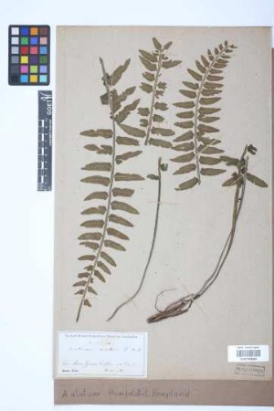 Asplenium alatum Humb. & Bonpl. ex Willd.