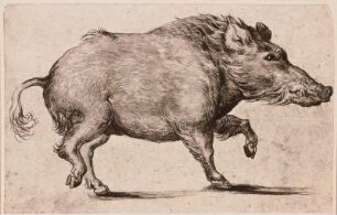Wildschwein