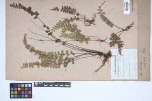 Adiantum confine Fée