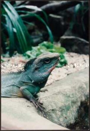 Leguan auf einem Baumstamm