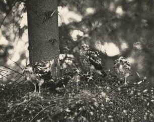 Sperber (Accipiter nisus). Flügge Junge beim Fraß (Baumpieper). Dresdner Heide, Ullersdorf