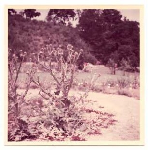 Bundesgartenschau 1955, Kassel: Pflanzen