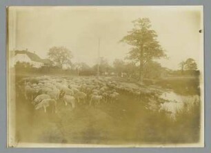 Dösen. Weidende Schafherde am Teich