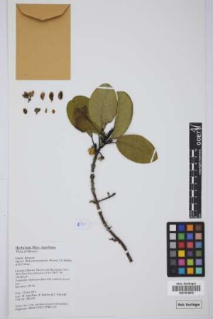 Melicope hawaiensis (Wawra) T.G. Hartley & B.C. Stone