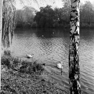 Neuhöfer Teich: vorne bei Ufer zwei Schwäne in Wasser: links Trauerweide, rechts Stamm von Birke: hinten Uferbäume, Büsche