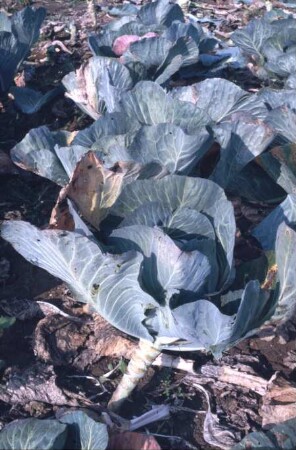 Fotografie: Gartenbautechnik-Freiland, Erntetechnik, Kopfkohl