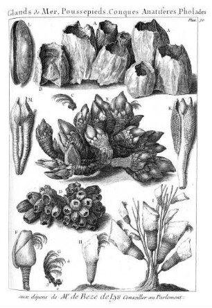 Plan. 30. Glands de Mer, Poussepieds, Conques Anatiferes, Pholades