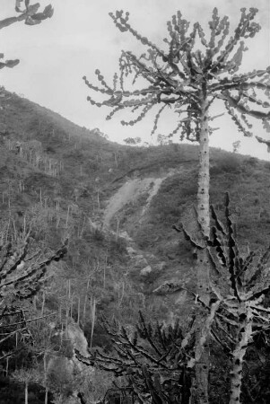 Wolfsmilchgewächse : Blick auf Wolfsmilchgewächse (Euphorbien)