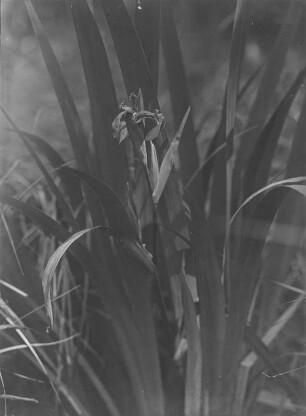 Sumpf-Schwertlilie : Sumpf-Schwertlilie (Iris pseudacorus Linnaeus)