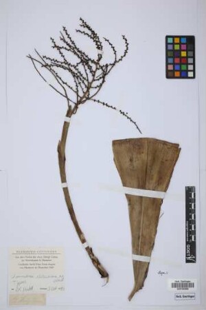 Chamaedorea klotzschiana H.Wendl.[type]