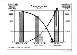 Einlegegurken (Ernte)