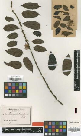 Paropsiopsis bipindensis Gilg [type]