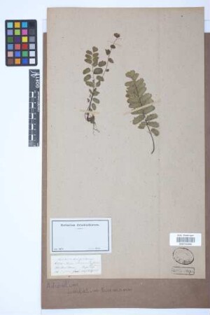 Adiantum lunulatum Burm.