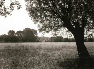 Elster-Auenwald bei Rübsen mit Bruch-Weide (Salix fragilis), auch Knack-Weide