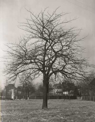 Sauerkirsche oder Weichselkirsche (Prunus cerasus). Entlaubter Baum