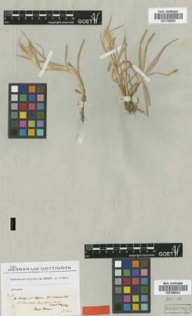 Pennisetum longistylum Hochst. ex A.Rich.