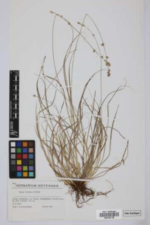 Carex divulsa Stokes