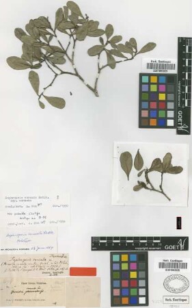 Daphnopsis cuneata Radlk. [type]