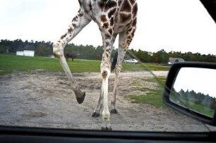 Giraffe im Safaripark Stukenbrock