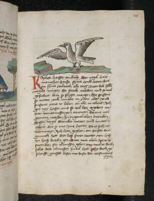 Vogel: Kiche; (Teil III B: Von den Vögeln).