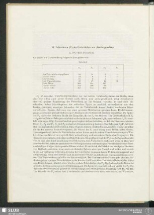 VI. Prämolaren (P) des Unterkiefers von Arctocyonides