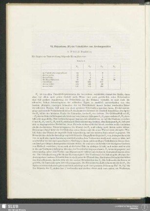 VI. Prämolaren (P) des Unterkiefers von Arctocyonides