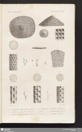 Pl. 600