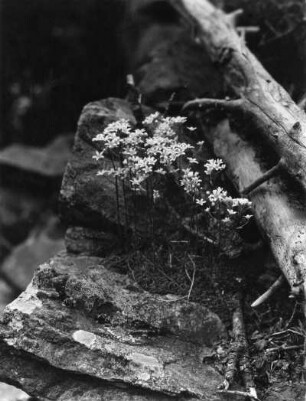 Steinbrech (Saxifraga), Pflanzengattung innerhalb der Familie der Steinbrechgewächse (Saxifragaceae), Blaugrüner Steinbrech (Saxifraga caesia)?