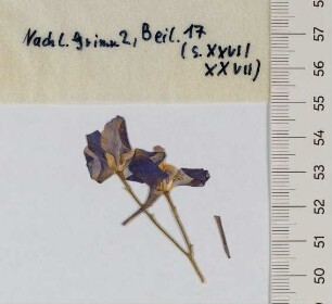 [Beil. 17]