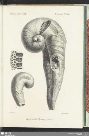 Pl. 540