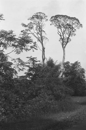 Überständer : Landschaft mit Bäumen und Büschen