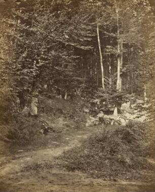 Bäume am Felshang mit Weg
