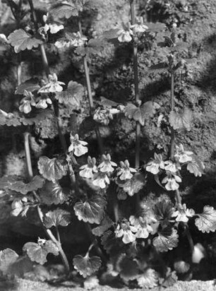 Gundermann (Glechoma hederacea), auch Gundelrebe genannt, Pflanzenart aus der Familie der Lippenblütler (Lamiaceae)