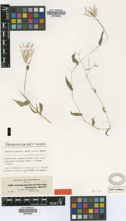 Andropogon cuspidatus Hochst. ex A.Rich. [isotype]