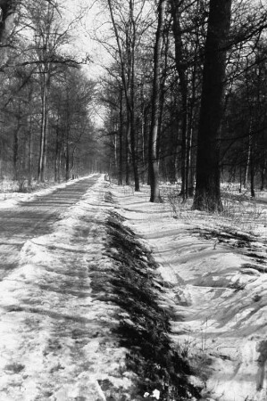Verschneiter Weg : Blick auf einen verschneite Waldweg