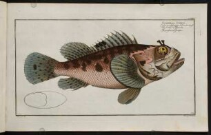CLXXXIIr, Scorpaena Scrofa