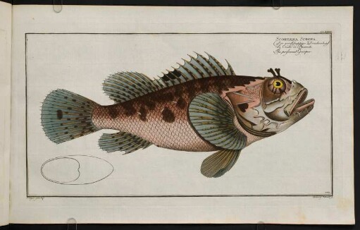 CLXXXIIr, Scorpaena Scrofa