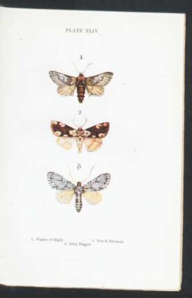 Plate XLIV