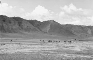 Tiere in einem Krater : Zebras und Gnus weiden im Ngorongoro-Krater