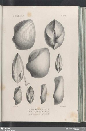 Pl. 309