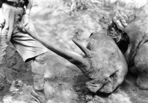 Nashorn : Verendetes Nashorn