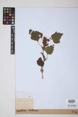 Xanthium italicum Moretti