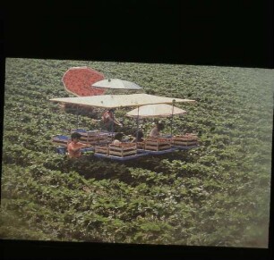 Fotografie: Obstbau, Ernteverfahren, Erntetechnik