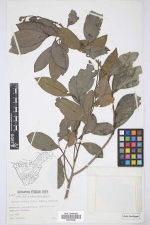 Ocotea foetens (Ait.) Benth. & Hook. f.