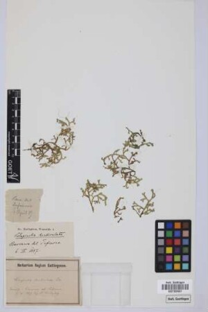 Selaginella denticulata (L.) Spring