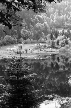 Tanne am nonnenmattweiher bei Neuenweg